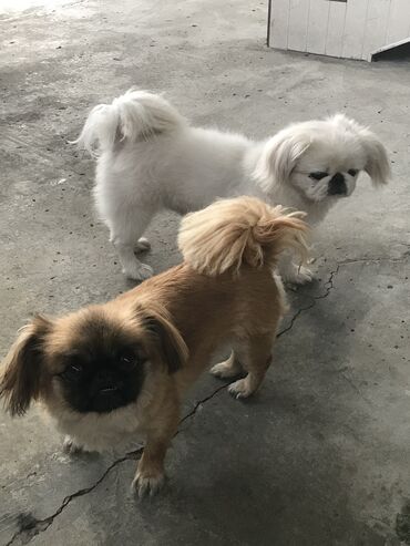 pitbul satışı: Pekines, 1 ay, Dişi, Peyvəndli, Ünvandan götürmə