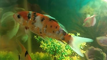 koi balığı: Koi, Sülhsevər, Ünvandan götürmə — 2