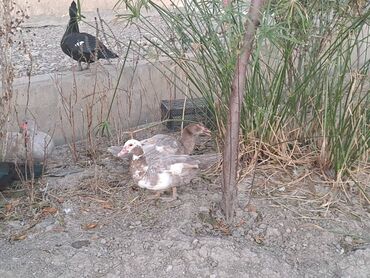 Digər heyvanlar: Lal ördəklər topdan satılır 210 dənə ördəkdir bir dənəsi 13 manat 90 — 16