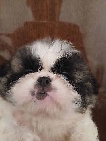 Продажа собак: Пекинес, 1 месяц, Самка — 2