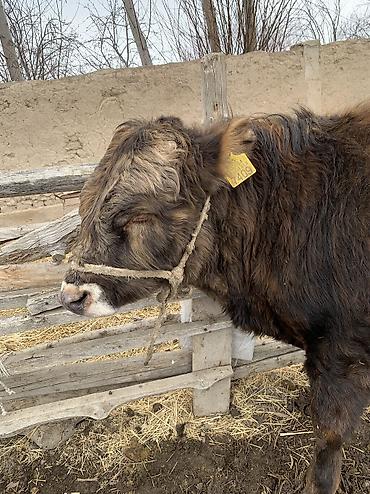 Коровы, быки: Продаю | Бык (самец), Музоо, торпок | Ангус, Абердин-ангус | На откорм, На забой — 13
