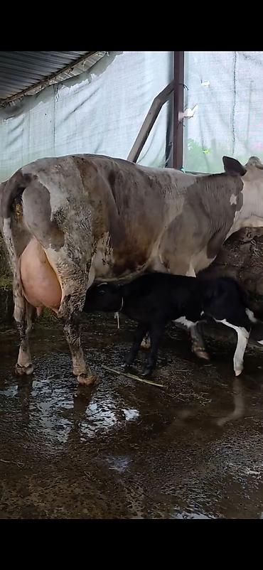 Inəklər, öküzlər: Südlük inək və bala -cins sives süd verimi 21 lt qarantia verirem — 2
