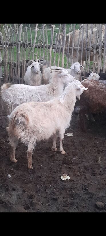 служба доставки колибри бишкек: Продаю 13 коз 6 козлят