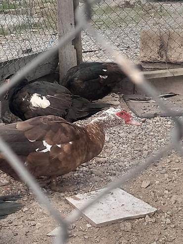 Kənd təsərrüfatı quşları: 31 günlüy kuban ördeyleri satılır hamısını alan olsa 4 .az sayda — 4