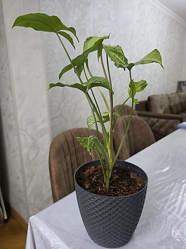 kalanxoe bitkisi: Synginium otaq bitkisidir - Növ: Syngonium podophyllum (ox şəkilli — 3