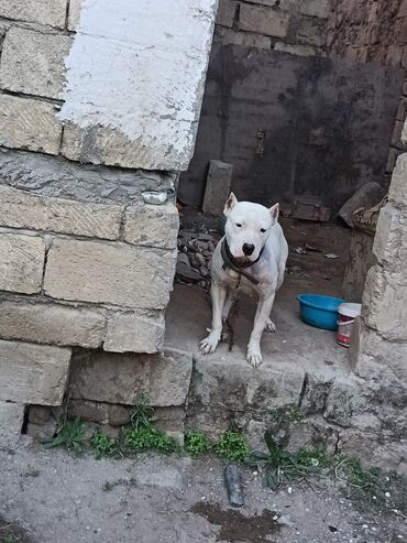 İtlər: Ağ rəngli, əzələli, orta-böyük ölçülü it. Qısa tüklü, qulaqları kəsik — 8