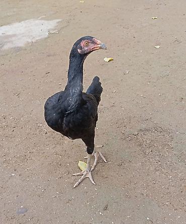 vendam kendi: Salam. Güclü cinsi heyvanlar satiram. Meydanliqdir. Ətraflı məlumat — 4