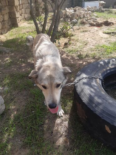 İtlər: KÖÇÜRÜK DEYƏ ÖZ İTLƏRİMDİ ETİBARLİ ƏLLƏRƏ VERİLİR SİYƏZƏNDƏN — 2