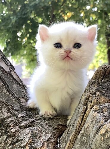 я ищу котят: Продажа Шотландские котята Девочки Scottish fold мальчики Scottish