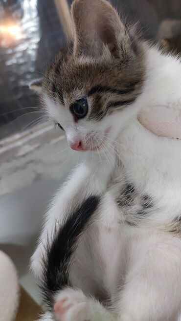 Pişiklər: Britan, Erkək, Dişi, Yaxşı əllərə, Ödənişli çatdırılma — 9