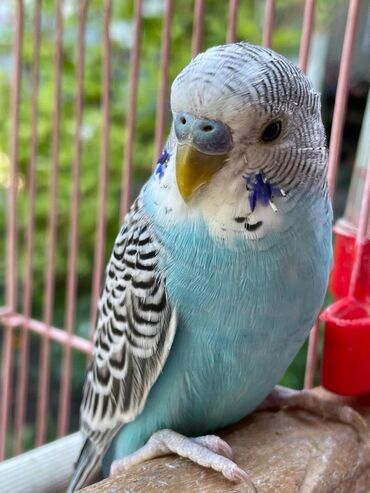 Птицы: Самец попугая волнистого продаётся с клеткой и игрушками