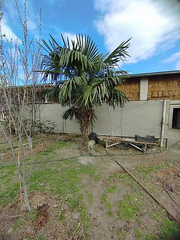 iran xurması ağacı: Trachycarpus fortunei (Külək Palma ağacı) – dekorativ, həmişəyşil — 4
