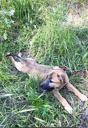 Отдам даром собаку: Ищем дом для маленькой Бусинки 🐾🏡 Группа «Зоозащита Бишкек» ищет — 9