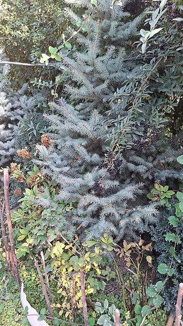 Декоративные деревья: Саженцы деревьев: Ели — 12