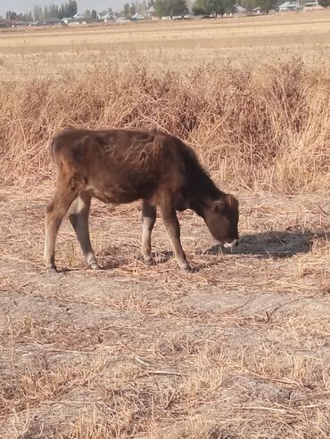 дом для собака: Сатам | Бука (эркек) | Бордоп семиртүү үчүн