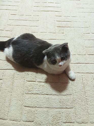 Кошки: Шотландская вислоухая кошка (Scottish Fold), окрас биколор — 8