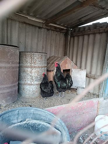 gubrə satışı: Təmiz qan avstralorp yumurtası satılır. istəyən əlaqə saxlasın — 3