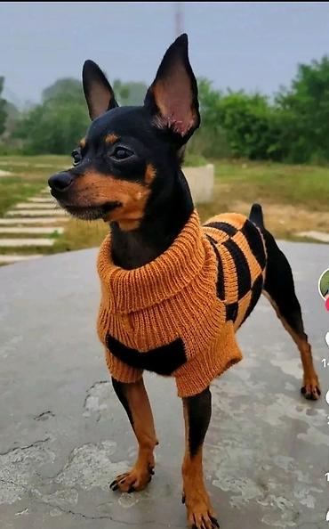 toy terrier: İt üçün isti trikotaj sviterlər - Model: kiçik cins itlər üçün — 1