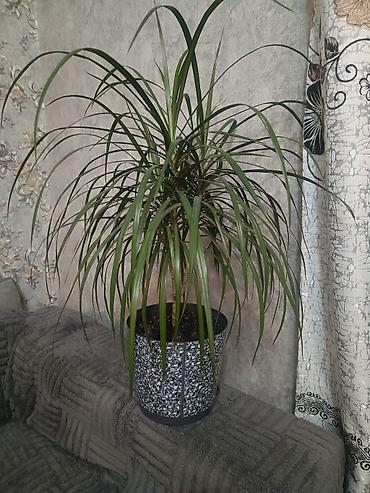 декор растения: Драцена маргината (Dracaena marginata) в декоративном кашпо. - Высота — 1