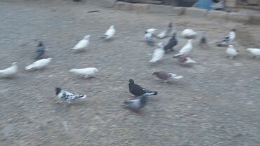 Göyərçinlər: Məhsul: Güvənçinlər (xüsusi uçuş və rəng çeşidləri) Təsvir: - — 17