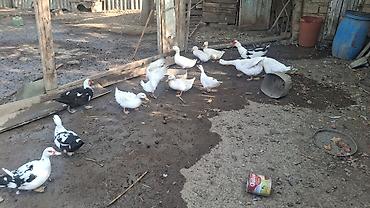 ördək lal: Satılır: ağ pekin ördəkləri (ferma və ev təsərrüfatı üçün, kəsim — 7