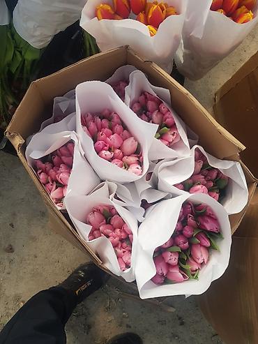 Букеты из живых цветов: 🔥 **ТЮЛЬПАНЫ ОПТОМ К 8 МАРТА ПРЯМО ИЗ ТЕПЛИЦЫ** 🔥 Голландские at lalafo.kg — 13 Букеты из живых цветов: 🔥 **ТЮЛЬПАНЫ ОПТОМ К 8 МАРТА ПРЯМО ИЗ ТЕПЛИЦЫ** 🔥 Голландские — 13