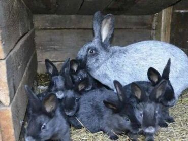 Декоративные кролики: Чистокровные Кролики Полтавское серебро, взрослые, молодняк