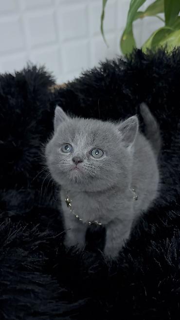 Pişiklər: Britan — 4