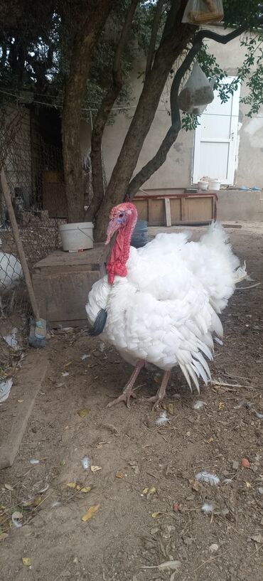 İtlər: Erkək, Damazlıq