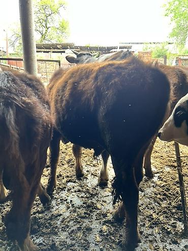 Коровы, быки: Продаю | Бык (самец) | Привязанные — 5