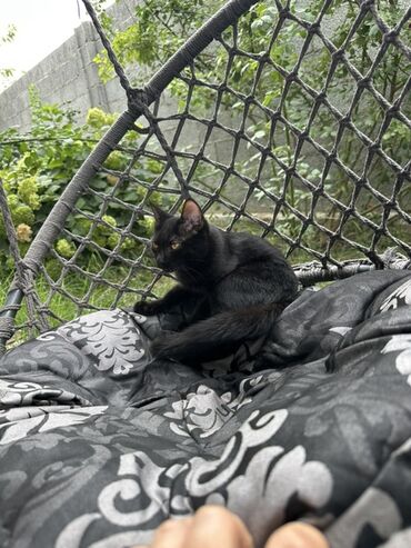 донской сфинкс кошка: Отдам в хорошие руки. Молодой котенок с черной шерстью и