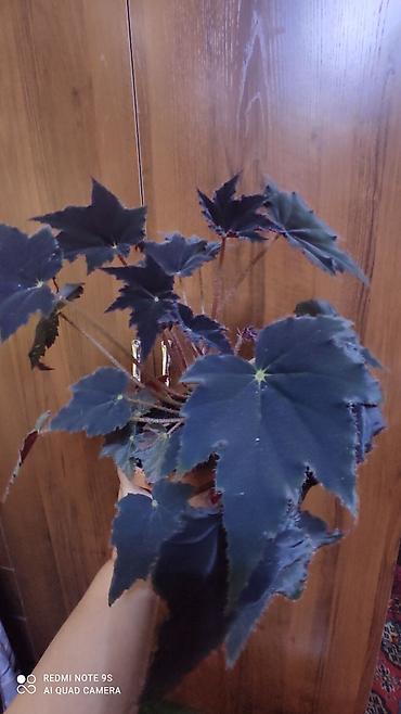 Другие комнатные растения: Комнатные цветы, растения. РАСПРОДАЮ ОСТАТКИ ПО 100 сом есть и — 20