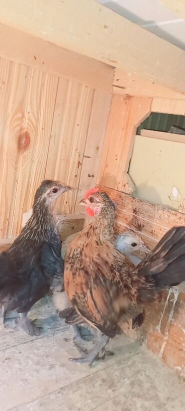 Akvarium aksessuar və ləvazimatları: Toyuq, Damazlıq, Ünvandan götürmə, Ödənişli çatdırılma, Rayonlara çatdırılma