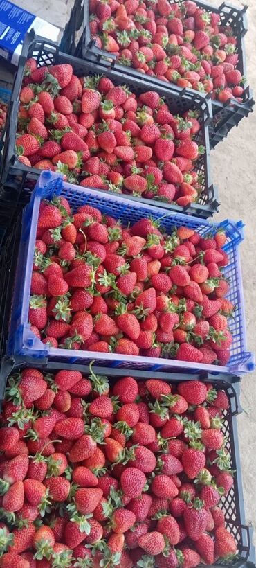 продам картошку: Клубника Альбион, Оптом