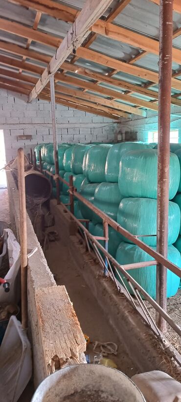 сельскохозяйственные животные продажа: Силос в тюках (вакуумная упаковка, пленка зелёного цвета) -