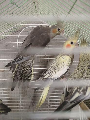 Nimfa (Cockatiel) papağanları – müxtəlif rənglər - Növ: Nimfa