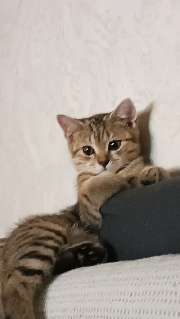 Boşqablar: Tabbi