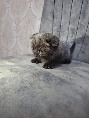 Кошки: Boz rəngli bala pişiklər - Növ: ev pişiyi (qısa tüklü, boz rəng — 3