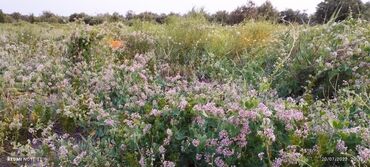 Bal: 100% qarantiya verilir təbii olduğuna! . 100% Təbii Bal zəmanət -da lalafo.az — 9 Bal: 100% qarantiya verilir təbii olduğuna! . 100% Təbii Bal zəmanət — 9