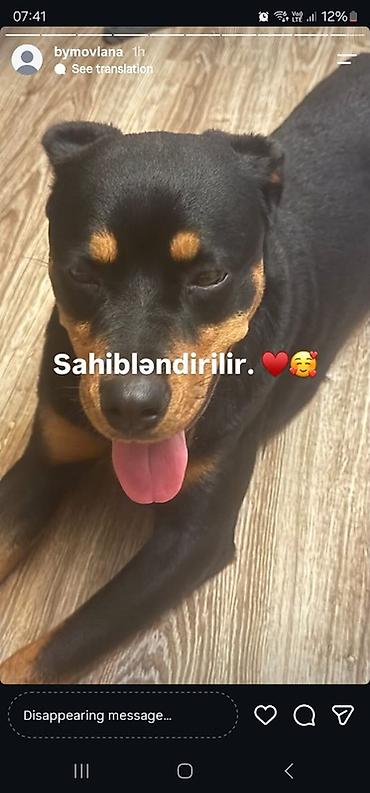 ucuz ev iti: Doberman, 10 ay, Erkək, Peyvəndli — 1