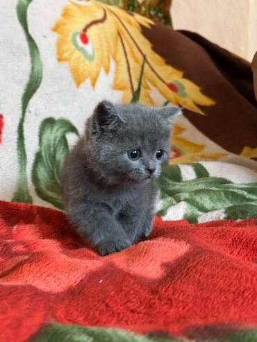 Продажа кошек: Скотиш Страйт (Шотландская прямоухая), 1 месяц, Девочка, Приучена к лотку