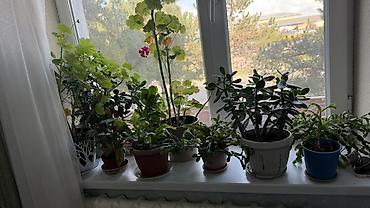 Комнатные растения в горшках — набор для озеленения подоконника -