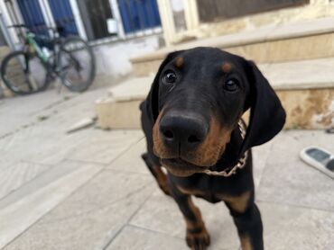 купить собаку в: Doberman, 2 ay, Erkek, Peyvəndli, Ünvandan götürmə