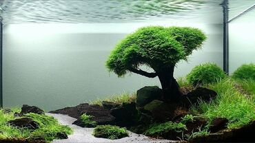 Akvarium aksessuar və ləvazimatları: Təbii akvarium bitkiləri, balıqlar, krevetkalar, gübrələr və s — 10