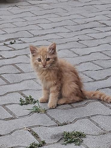 черепаха: Котята, пушистые, домашнего типа. На фото — два маленьких котёнка: - — 7