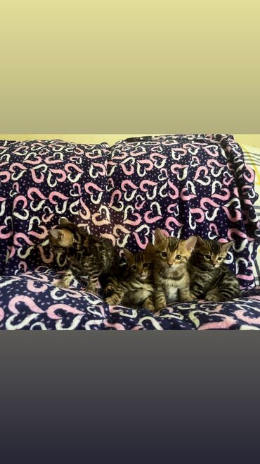 Коты: Чистокровные шикарные бенгальские котята Котята родились, 16 мая Две