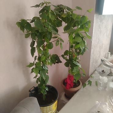 ev guleri: Ev üçün dekorativ otaq bitkiləri dəsti Təsvir: - 2 ədəd hibiskus (Çin — 1