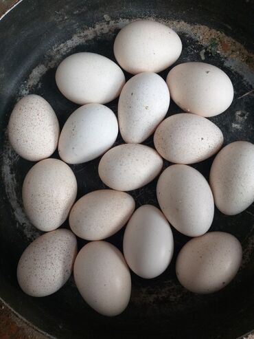 babil quşu: Yumurta.hinduşqa yumurtası.kanada növü
