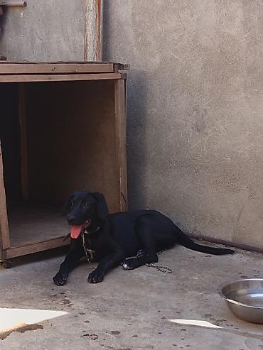 itlerin pulsuz verilmesi: Labrador-retriver, 6 ay, Ünvandan götürmə — 3