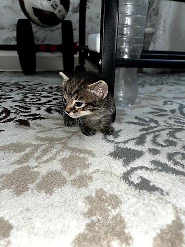 Продажа кошек: Продаю котят. котятам ровно месяц, ещё грудные at lalafo.kg — 14 Продажа кошек: Продаю котят. котятам ровно месяц, ещё грудные — 14